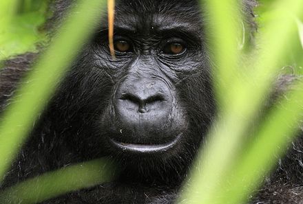 Uganda Familienurlaub - Uganda Family & Teens - Bwindi Nationalpark Nahaufnahme Gorilla