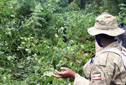 Uganda Individualreise - Uganda for family individuell - Gorilla im Bwindi Forest Nationalpark