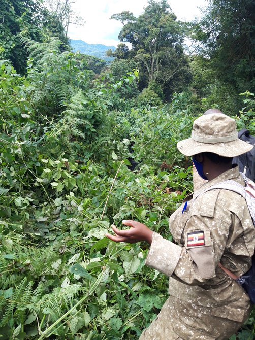 Svenja in Uganda - Familienreise nach Uganda - Guide bei Gorillas