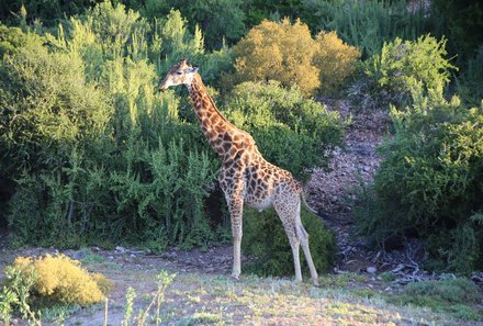 Familienreise Garden Route - Garden Route for family - Buffelsdrift Game Lodge - Pirschfahrt - Giraffe