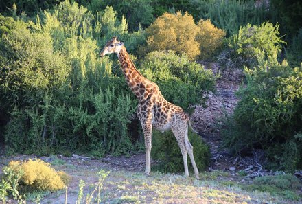 Garden Route Familienreise - Oudtshoorn - Buffelsdrift Game Lodge - Safari - Giraffe