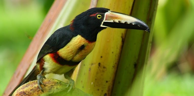 Familienreise Costa Rica - Gründe Costa Rica zu besuchen - Costa Rica mit Kindern - Aracari