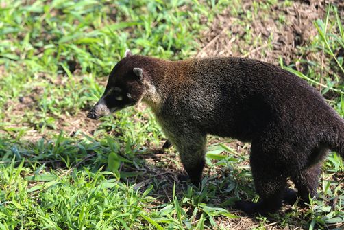Costa Rica Selbstfahrerreise mit Kind - Nasenbär