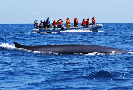 Azoren Familienreise - Azoren for family - Delfin- und Walbeobachtung