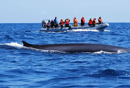 Azoren Familienreise - Azoren for family - Whalewatching Tour