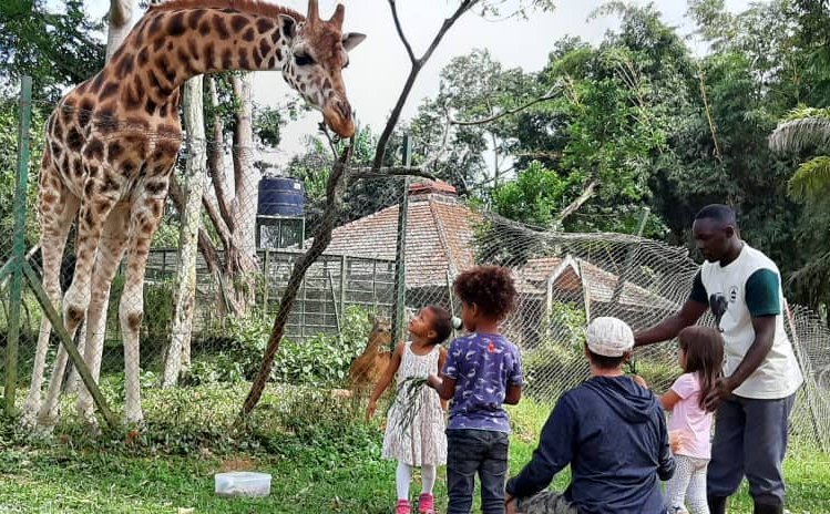 Uganda Reisen mit Kindern - Giraffen-Fütterung