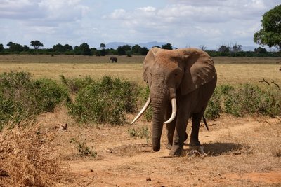 Kenia Family & Teens - Bewertung - Elefant in der Savanne Kenia Family & Teens - Bewertung - Elefant in der Savanne