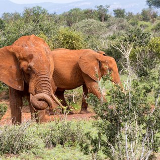 Kenia Familienreise - rote Elefanten