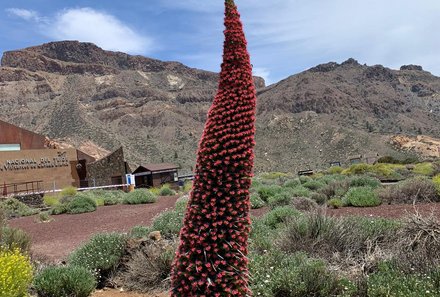 Teneriffa Familienurlaub - Teneriffa for family - Teide Nationalpark - besondere Blüte Tajinaste