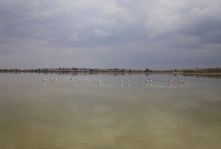 Kenia Familienreise - Kenia for family individuell - Lake Nakuru - Gruppe von Flamingos