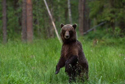 Baltikum for family individuell - Baltikum Familienreise mit Kindern - Estland - Laheema Nationalpark Braunbär