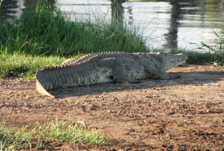 Familienreise Suedafrika_Suedafrika for family_Krokodil