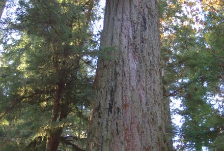 Vancouver Island Familienreise - Tofino - Baum