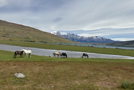 Patagonien mit Jugendlichen - Wandern mit Kindern in Argentinien und Chile - Pferde in der Landschaft