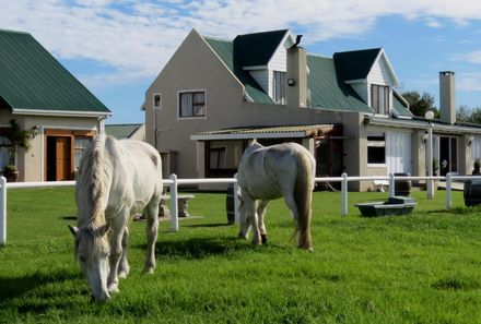 Garden Route mit Kindern - T'Niqua Stable Inn - Pferde