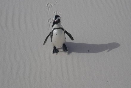 Garden Route mit Kindern Familiensafari - Pinguine