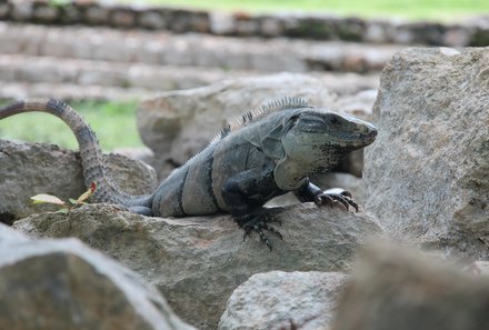 Mexiko Familienreise - Mexiko mit Kindern - Leguan auf einem Stein