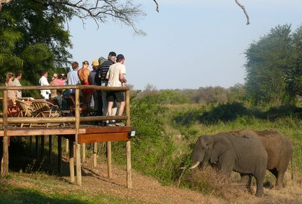 Familienreise Südafrika - Südafrika for family individuell - Elefanten