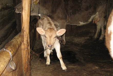 Rumänien mit Kindern - Landleben Rumänien - Kälbchen