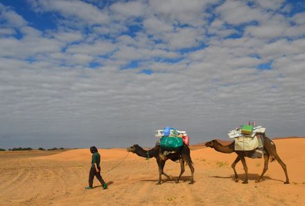 Marokko mit Kindern - Kamele in der Wüste