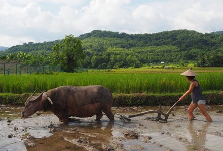 Laos und Vietnam Familienreise - Laos und Vietnam Reise mit Kindern - Living Land Farm Büffel