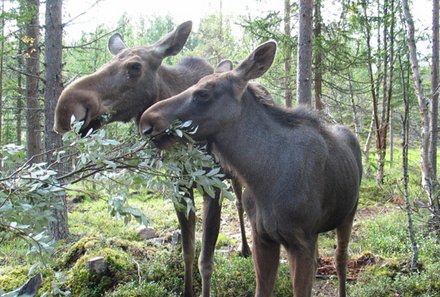 Schweden Familienreise - Aktivurlaub Schweden mit Kindern - Elche hautnah