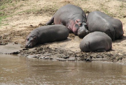 Kenia Familienreise - Kenia for family individuell - Massai Mara - Hippos am Marafluss
