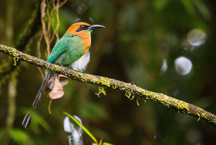 Costa Rica mit Kindern - Costa Rica Family & Teens - Vogel