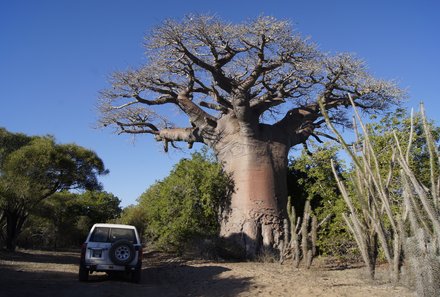 Madagaskar Familienreise - Madagaskar Family & Teens - Baobabwald mit Jeep