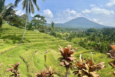 Bali mit Jugendlichen - Java & Bali Family & Teens - Ubud sattgrüne Reisterrassen