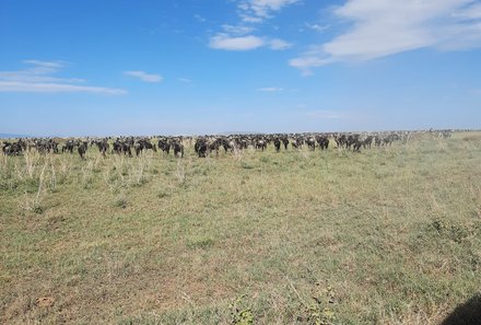 Tansania Familienreise - Tansania for family individuell - Familienabenteuer Tansania - Tierherde Serengeti