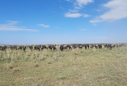 Familienreise Tansania - Tansania for family individuell deluxe - Große Tierherde Serengeti