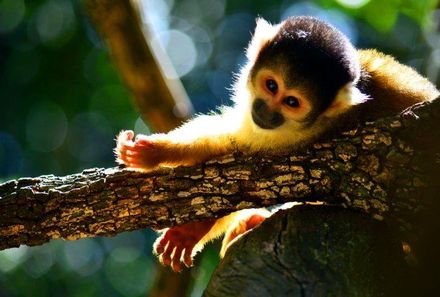 Garden Route mit Kindern - Monkeyland