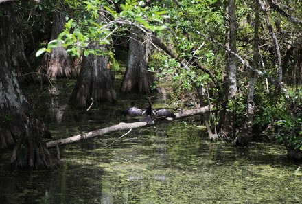 Florida Familienreise - Florida for family - Everglades - Vogel