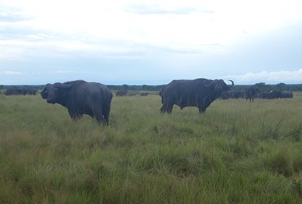Uganda Individualreise - Uganda for family individuell - Kaffernbüffel im Mburo Nationalpark