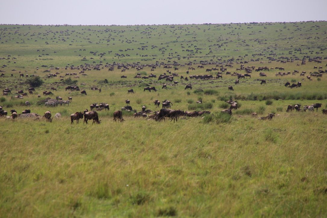 Reisbericht Kenia - Safari - Zebras