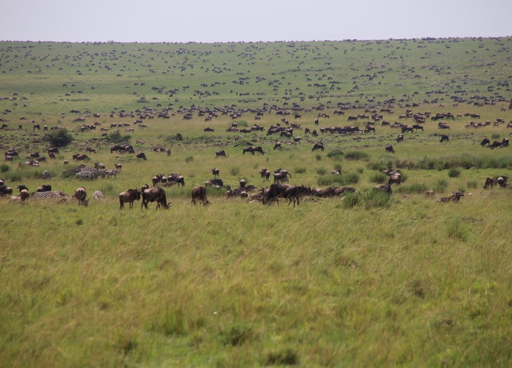 Reisbericht Kenia - Safari - Zebras