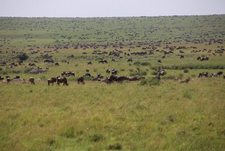 Kenia Familienreise - Kenia for family individuell - Masai Mara & Strand - Masai Mara - Gnuherde in der Ferne