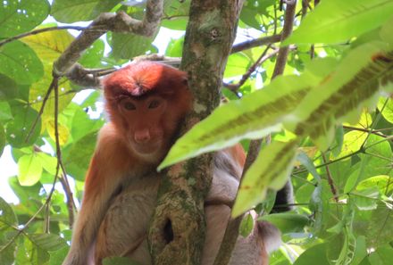 Familienreise Malaysia & Borneo Teenager - Bako Nationalpark Affe