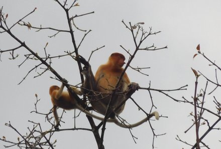 Familienreise Malaysia - Malaysia & Borneo Family & Teens - Affe auf einem Ast