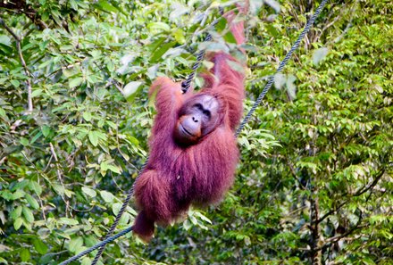 Familienreise Malaysia - Malaysia & Borneo Family & Teens - Orang-Utan im Semenggoh Wildlife Center