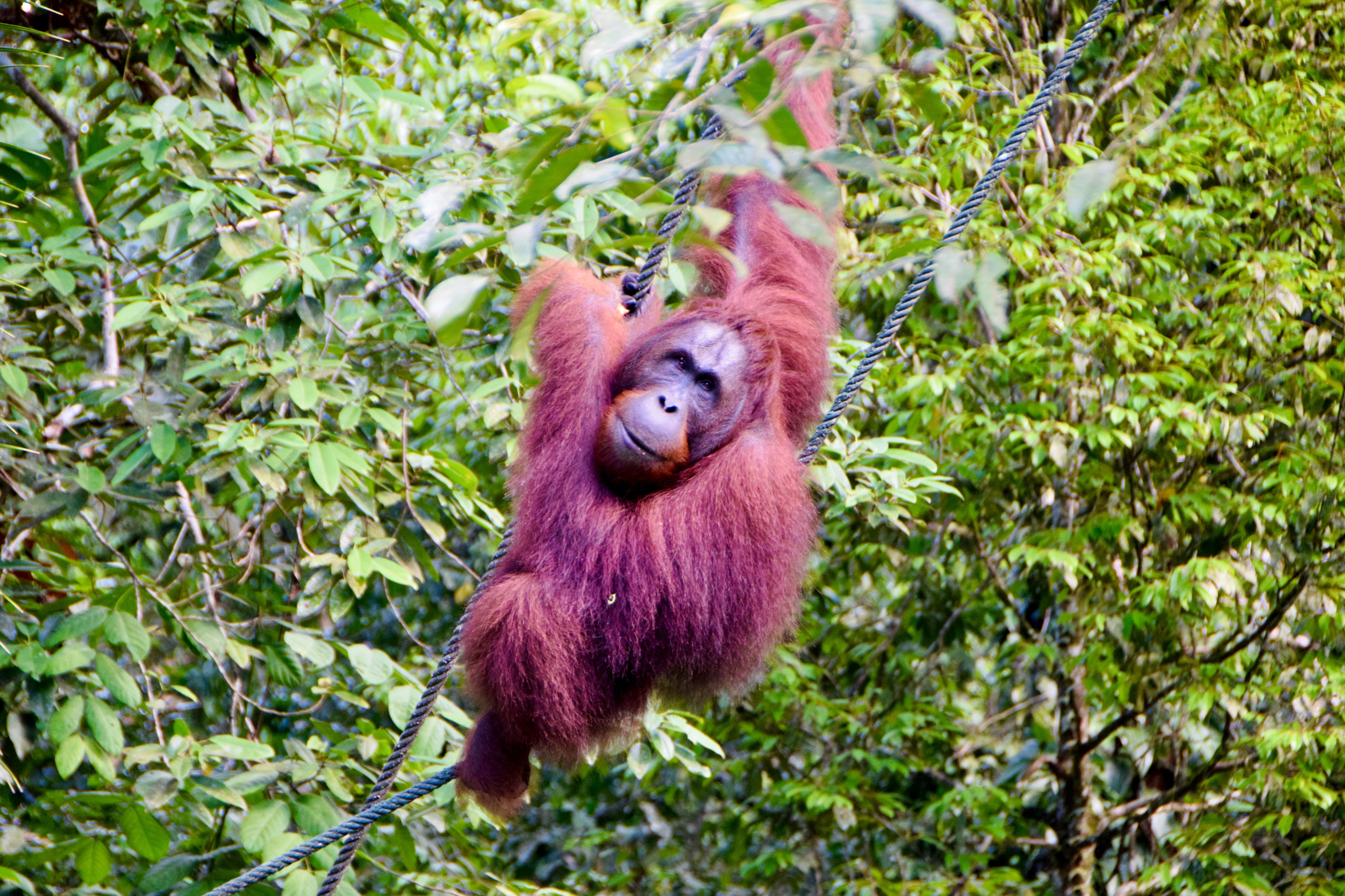 Gründe für eine Malaysia Familienreise - Orang-Utan - Borneo