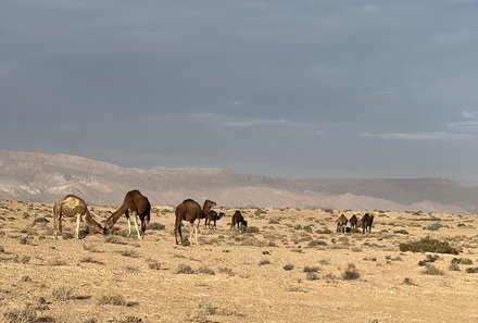 Tunesien Familienurlaub - Tunesien for family - Kamele