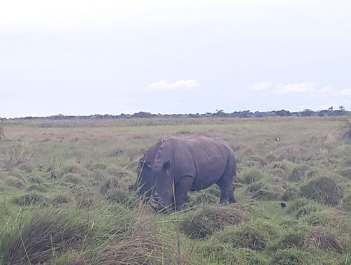 Svenja in Uganda - Familienreise nach Uganda - Nashorn Tracking