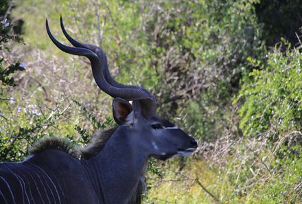 Garden Route mit Kindern  - Springbock