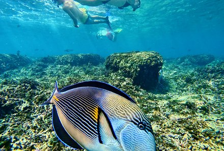 Familienreise Karibik- Karibik for family - Segelreise - bunter Fisch