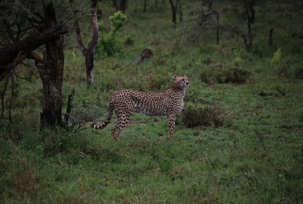 Tansania Familienreise - Tansania for Family individuell - Tarangire Nationalpark - Leopard