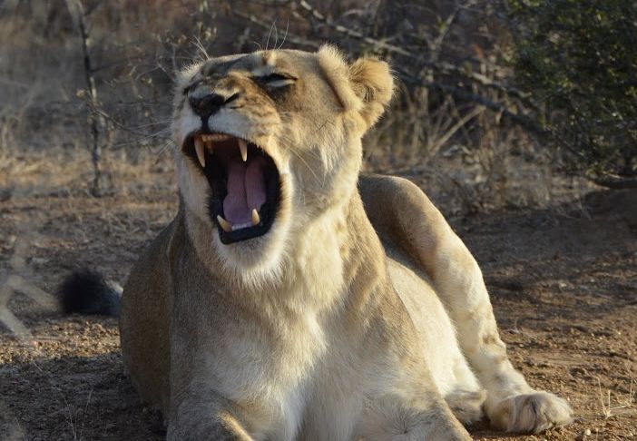 Afrika mit Kindern - Löwe