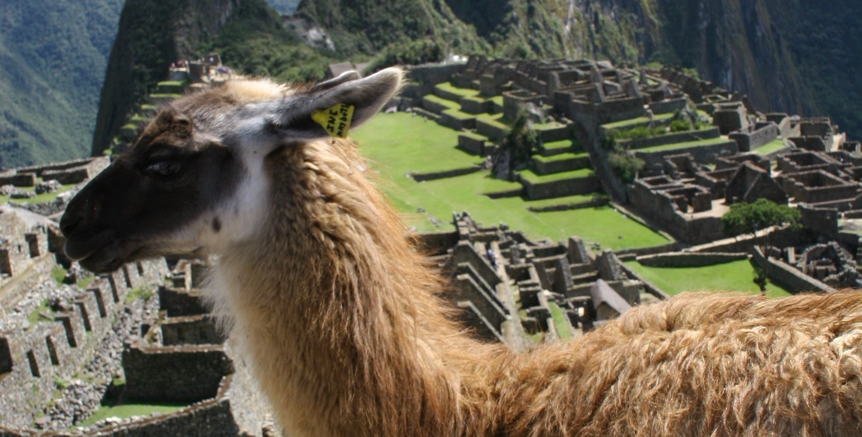Peru mit Jugendlichen - Peru Erlebnisreise für Familien - Lama Machu Picchu