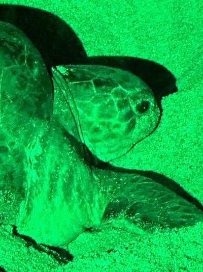 Oman for family - Familie Lehmberg - Schildkröte